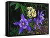 USA, Colorado, Mutant Columbine Wildflowers in the Rocky Mountains-Jaynes Gallery-Framed Stretched Canvas