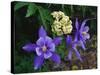 USA, Colorado, Mutant Columbine Wildflowers in the Rocky Mountains-Jaynes Gallery-Stretched Canvas