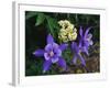 USA, Colorado, Mutant Columbine Wildflowers in the Rocky Mountains-Jaynes Gallery-Framed Photographic Print