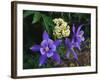 USA, Colorado, Mutant Columbine Wildflowers in the Rocky Mountains-Jaynes Gallery-Framed Photographic Print