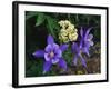 USA, Colorado, Mutant Columbine Wildflowers in the Rocky Mountains-Jaynes Gallery-Framed Photographic Print