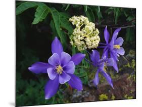 USA, Colorado, Mutant Columbine Wildflowers in the Rocky Mountains-Jaynes Gallery-Mounted Photographic Print