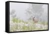USA, Colorado, Pike National Forest. A Male Mule Deer in Foggy Meadow-Jaynes Gallery-Framed Stretched Canvas