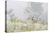 USA, Colorado, Pike National Forest. A Male Mule Deer in Foggy Meadow-Jaynes Gallery-Stretched Canvas