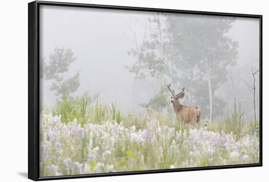 USA, Colorado, Pike National Forest. A Male Mule Deer in Foggy Meadow-Jaynes Gallery-Framed Photographic Print