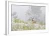 USA, Colorado, Pike National Forest. A Male Mule Deer in Foggy Meadow-Jaynes Gallery-Framed Photographic Print