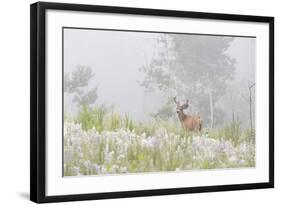 USA, Colorado, Pike National Forest. A Male Mule Deer in Foggy Meadow-Jaynes Gallery-Framed Photographic Print