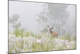 USA, Colorado, Pike National Forest. A Male Mule Deer in Foggy Meadow-Jaynes Gallery-Mounted Photographic Print