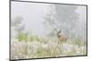 USA, Colorado, Pike National Forest. A Male Mule Deer in Foggy Meadow-Jaynes Gallery-Mounted Photographic Print