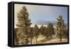 USA, Colorado, Pike National Forest. Frost on Ponderosa Pine Trees-Jaynes Gallery-Framed Stretched Canvas