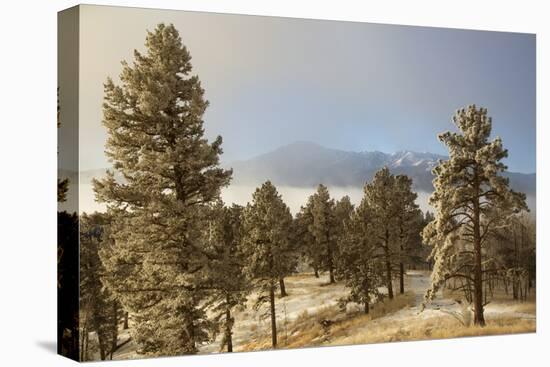 USA, Colorado, Pike National Forest. Frost on Ponderosa Pine Trees-Jaynes Gallery-Stretched Canvas