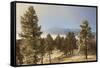 USA, Colorado, Pike National Forest. Frost on Ponderosa Pine Trees-Jaynes Gallery-Framed Stretched Canvas