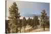 USA, Colorado, Pike National Forest. Frost on Ponderosa Pine Trees-Jaynes Gallery-Stretched Canvas