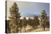 USA, Colorado, Pike National Forest. Frost on Ponderosa Pine Trees-Jaynes Gallery-Stretched Canvas