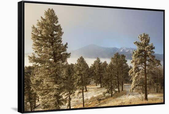 USA, Colorado, Pike National Forest. Frost on Ponderosa Pine Trees-Jaynes Gallery-Framed Stretched Canvas