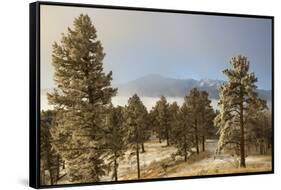 USA, Colorado, Pike National Forest. Frost on Ponderosa Pine Trees-Jaynes Gallery-Framed Stretched Canvas