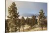 USA, Colorado, Pike National Forest. Frost on Ponderosa Pine Trees-Jaynes Gallery-Stretched Canvas