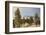 USA, Colorado, Pike National Forest. Frost on Ponderosa Pine Trees-Jaynes Gallery-Framed Photographic Print