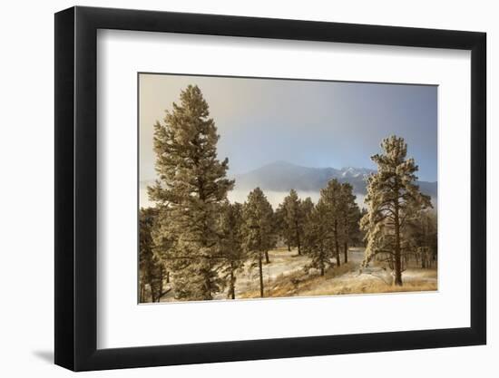 USA, Colorado, Pike National Forest. Frost on Ponderosa Pine Trees-Jaynes Gallery-Framed Photographic Print