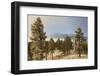 USA, Colorado, Pike National Forest. Frost on Ponderosa Pine Trees-Jaynes Gallery-Framed Photographic Print