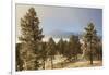 USA, Colorado, Pike National Forest. Frost on Ponderosa Pine Trees-Jaynes Gallery-Framed Photographic Print