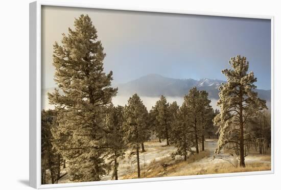 USA, Colorado, Pike National Forest. Frost on Ponderosa Pine Trees-Jaynes Gallery-Framed Photographic Print