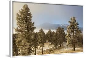 USA, Colorado, Pike National Forest. Frost on Ponderosa Pine Trees-Jaynes Gallery-Framed Photographic Print