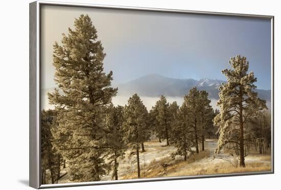 USA, Colorado, Pike National Forest. Frost on Ponderosa Pine Trees-Jaynes Gallery-Framed Photographic Print