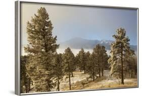 USA, Colorado, Pike National Forest. Frost on Ponderosa Pine Trees-Jaynes Gallery-Framed Photographic Print