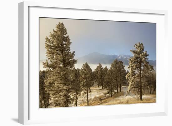 USA, Colorado, Pike National Forest. Frost on Ponderosa Pine Trees-Jaynes Gallery-Framed Photographic Print