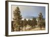 USA, Colorado, Pike National Forest. Frost on Ponderosa Pine Trees-Jaynes Gallery-Framed Photographic Print