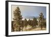 USA, Colorado, Pike National Forest. Frost on Ponderosa Pine Trees-Jaynes Gallery-Framed Photographic Print