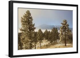 USA, Colorado, Pike National Forest. Frost on Ponderosa Pine Trees-Jaynes Gallery-Framed Photographic Print