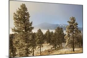 USA, Colorado, Pike National Forest. Frost on Ponderosa Pine Trees-Jaynes Gallery-Mounted Photographic Print