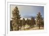 USA, Colorado, Pike National Forest. Frost on Ponderosa Pine Trees-Jaynes Gallery-Framed Photographic Print