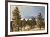 USA, Colorado, Pike National Forest. Frost on Ponderosa Pine Trees-Jaynes Gallery-Framed Photographic Print