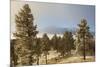 USA, Colorado, Pike National Forest. Frost on Ponderosa Pine Trees-Jaynes Gallery-Mounted Photographic Print