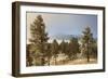 USA, Colorado, Pike National Forest. Frost on Ponderosa Pine Trees-Jaynes Gallery-Framed Photographic Print