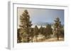 USA, Colorado, Pike National Forest. Frost on Ponderosa Pine Trees-Jaynes Gallery-Framed Photographic Print