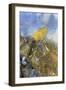 USA, Colorado, Pike National Forest. Frozen Aspen Leaf on Rock-Don Grall-Framed Photographic Print