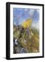 USA, Colorado, Pike National Forest. Frozen Aspen Leaf on Rock-Don Grall-Framed Photographic Print