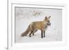 USA, Colorado, Pike National Forest.   of red fox carrying meadow vole-Don Grall-Framed Photographic Print