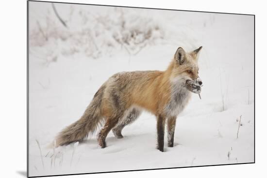 USA, Colorado, Pike National Forest.   of red fox carrying meadow vole-Don Grall-Mounted Photographic Print