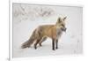 USA, Colorado, Pike National Forest.   of red fox carrying meadow vole-Don Grall-Framed Photographic Print