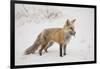 USA, Colorado, Pike National Forest.   of red fox carrying meadow vole-Don Grall-Framed Photographic Print