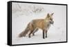 USA, Colorado, Pike National Forest.   of red fox carrying meadow vole-Don Grall-Framed Stretched Canvas