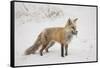 USA, Colorado, Pike National Forest.   of red fox carrying meadow vole-Don Grall-Framed Stretched Canvas