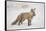 USA, Colorado, Pike National Forest.   of red fox carrying meadow vole-Don Grall-Framed Stretched Canvas