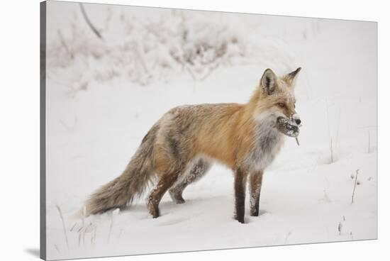 USA, Colorado, Pike National Forest.   of red fox carrying meadow vole-Don Grall-Stretched Canvas