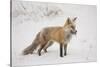 USA, Colorado, Pike National Forest.   of red fox carrying meadow vole-Don Grall-Stretched Canvas